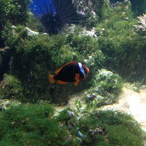 Cinnamon clownfish