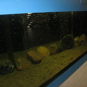 Fiskeriets Hus - Whitefish tank