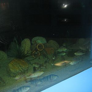 Fiskeriets Hus - Perch tank