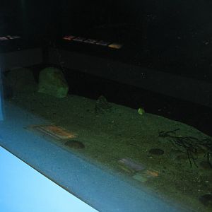 Fiskeriets Hus - Pike tank