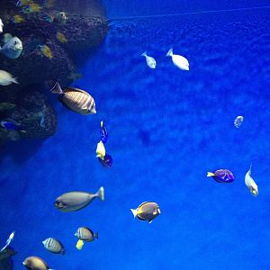 Surgeonfishes and tangs