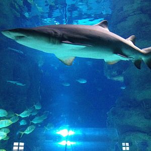 Sand tiger shark