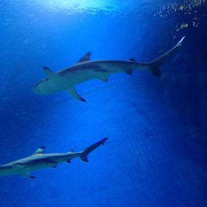 Blacktip sharks