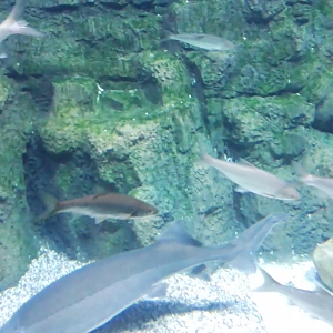 Sturgeons and cyprinids
