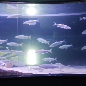 Peled in ring-shaped tank