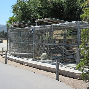Spotted Hyena Exhibit