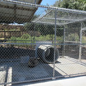 Spotted Hyena Exhibit (half of it)