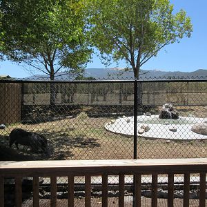 Warthog Exhibit (New in 2017)