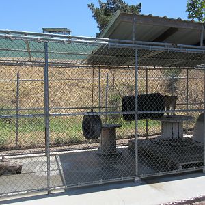Eurasian Lynx Exhibit