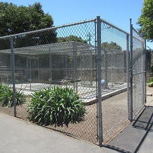 African Lion Exhibit