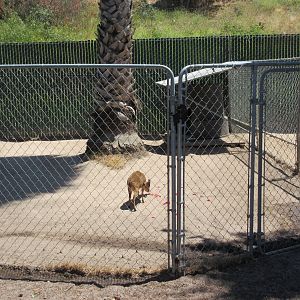 Reeve's Muntjac Exhibit