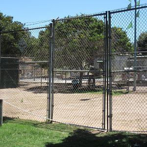 Red Kangaroo Exhibit