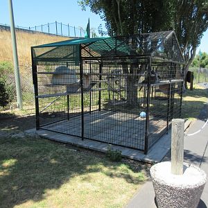Ring-Tailed Lemur Exhibit
