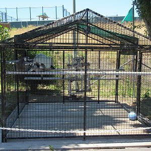 Ring-Tailed Lemur Exhibit