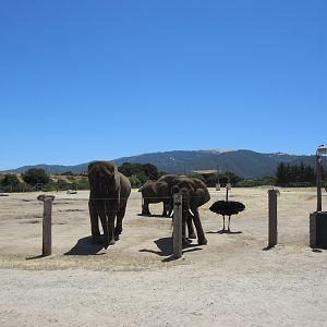 5-Acre African Elephant/Asian Water Buffalo/Ostrich/Plains Zebra Exhibit