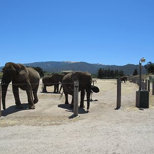 5-Acre African Elephant/Asian Water Buffalo/Ostrich/Plains Zebra Exhibit