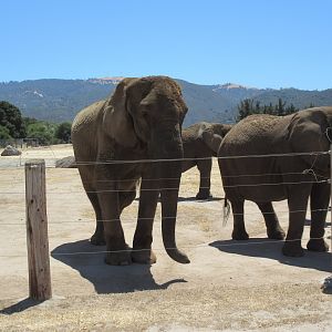 5-Acre African Elephant/Asian Water Buffalo/Ostrich/Plains Zebra Exhibit