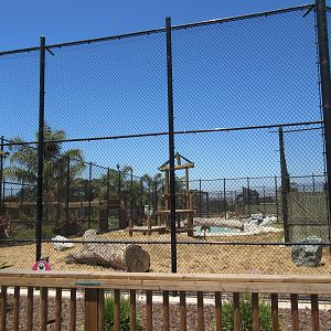 Tiger Exhibit #1 (New in 2015)