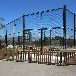 Tiger Exhibit #1 (New in 2015)