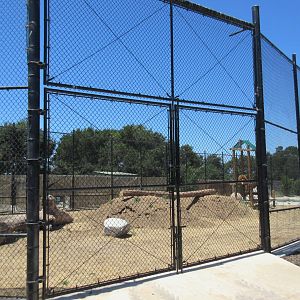 African Lion Exhibit #1 (New in 2016)