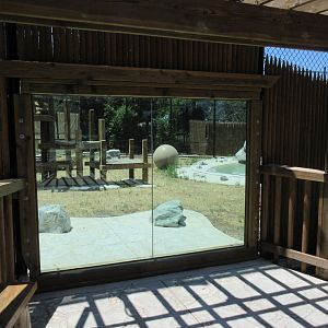 African Lion Exhibit #1 (New in 2016)