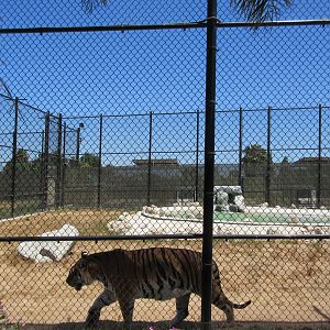 Tiger Exhibit #1 (New in 2015)