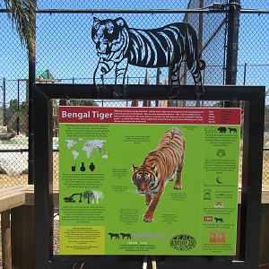 Tiger Exhibit #1 (New in 2015)