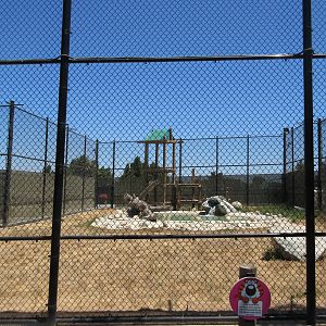 Tiger Exhibit #2 (New in 2015)