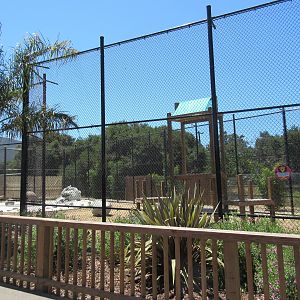 African Lion Exhibit #1 (New in 2016)