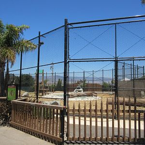 African Lion Exhibit #2 (New in 2016)