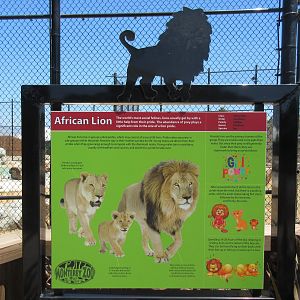 African Lion Exhibit #2 (New in 2016)