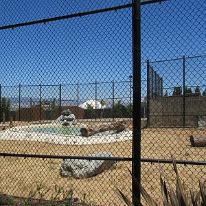 African Lion Exhibit #2 (New in 2016)