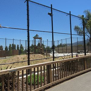 African Lion Exhibit #2 (New in 2016)