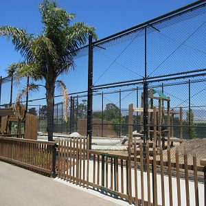 American Black Bear Exhibit #1 (New in 2017)