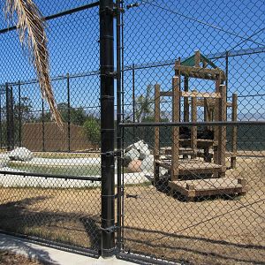 American Black Bear Exhibit #1 (New in 2017)