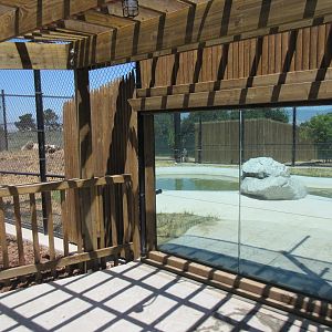 American Black Bear Exhibit #1 (New in 2017)