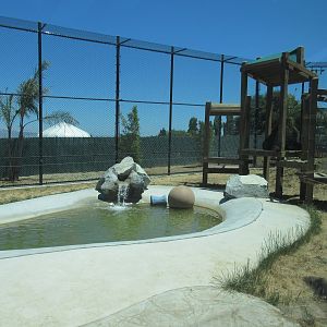 American Black Bear Exhibit #1 (New in 2017)