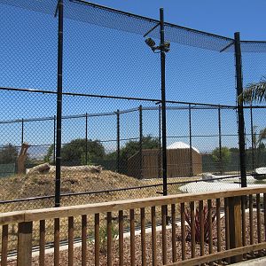 American Black Bear Exhibit #1 (New in 2017)