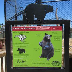 American Black Bear Exhibit #1 (New in 2017)
