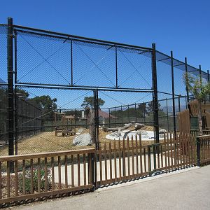 American Black Bear Exhibit #2 (New in 2017)
