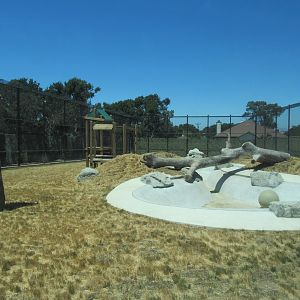 American Black Bear Exhibit #2 (New in 2017)