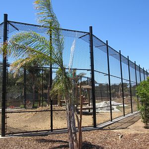 American Black Bear Exhibit #1 (New in 2017)