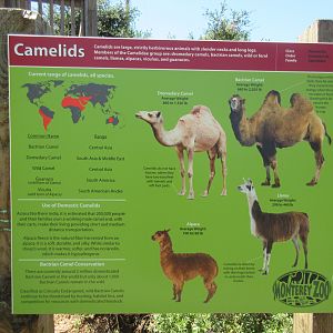 Camelids Sign (New in 2016)