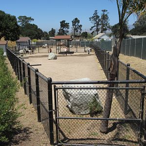 Camelids Exhibits (New in 2016)