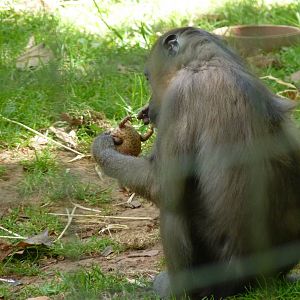 Mandrill enrichment, July 2017