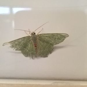 Odd moth, any ideas?