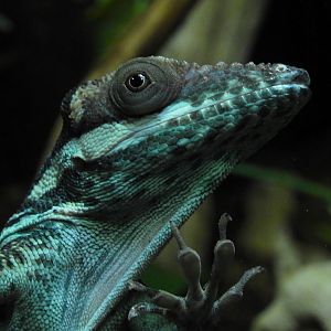 Knight Anole