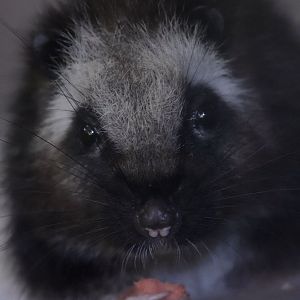 North Luzon cloud rat