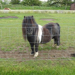 Newly arrived Shetland Pony, 21st May 2017