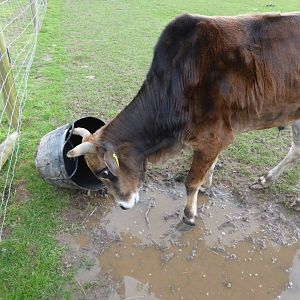 Newly arrived Dwarf Zebu, 21st May 2017